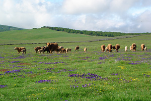 Vaches Aubrac